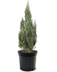 Blue Point Juniper - 10" Pot (3-4ft)